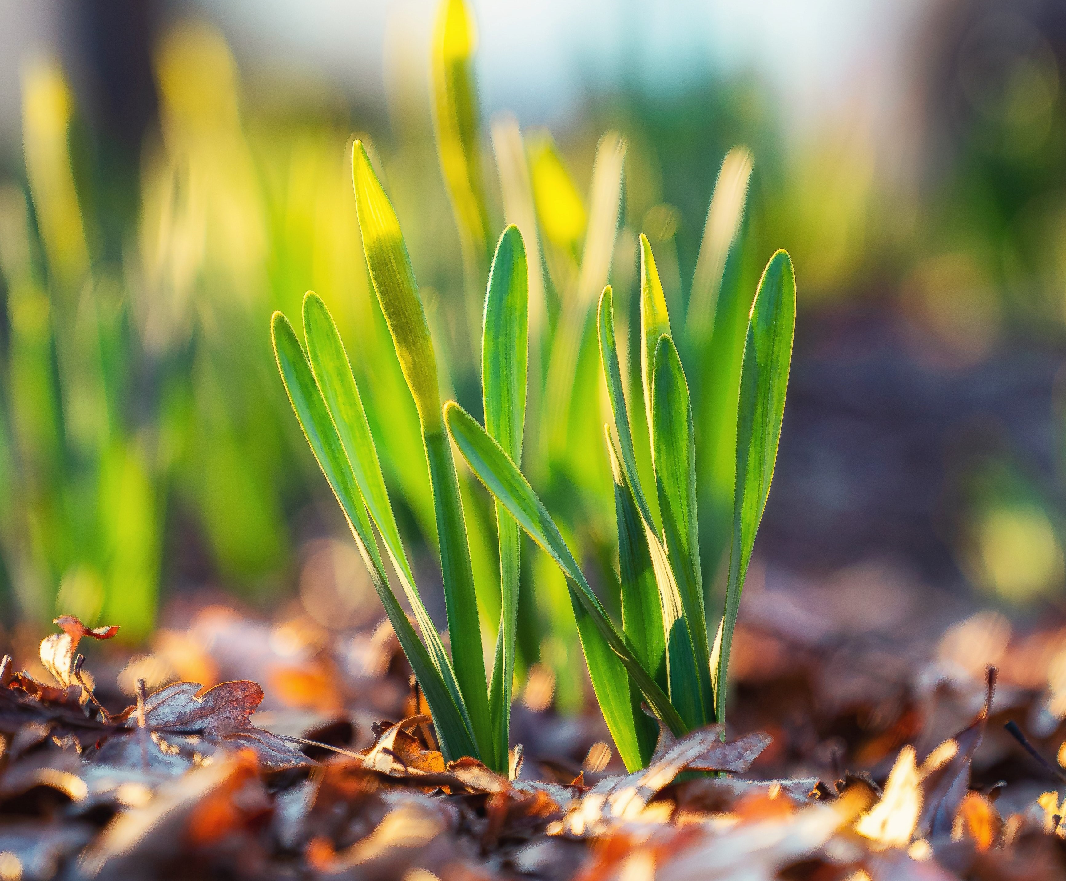plantas verdes bajo el sol